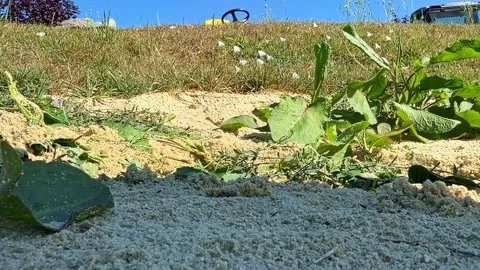 Close-up of hand hoe removing weeds from golf bunker sand, ground-level static Stock Footage 342025741