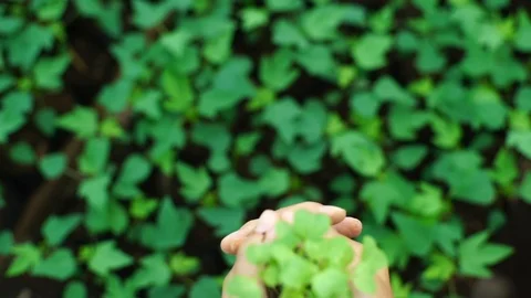 Close up Hand Hold Young Plants In Growing in bokeh background Stock-Footage 128365317
