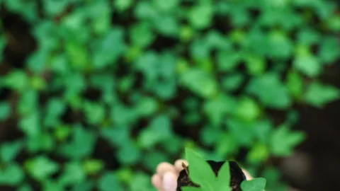 Close up Hand Hold Young Plants In Growing in bokeh background Stock Footage 128365368