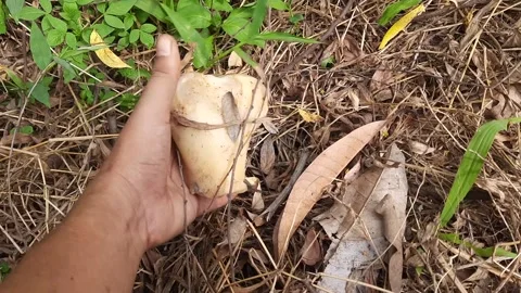Close Up of Hand Holding and Finding Old Cow Bone on Dry Grass Ground Stock Footage 335127559