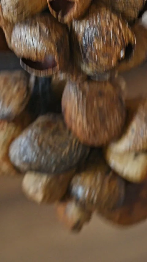 Close-up of Hand Holding and Shaking Seed Pod Rattle Stock Footage 332907420