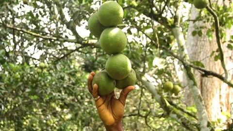 Close up of a hand holding and trying to pluck a group of unripe oranges hanging Stock Footage 172084057