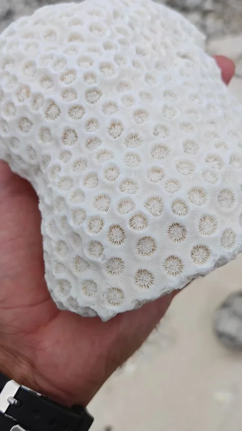 Close-Up of Hand Holding a Bleached Coral Skeleton at Bahia de las Aguilas Stock-Footage 330976505