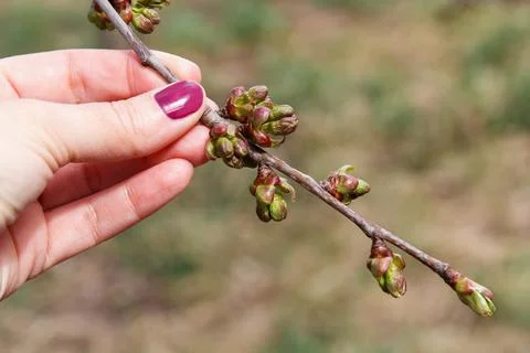 Close-up of hand holding budding cherry branch in early spring outdoors Stock Photos