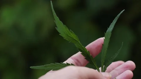 Close-up of a Hand Holding a Cannabis Leaf Against a Green Background. Medi.. Stock Footage 314720701