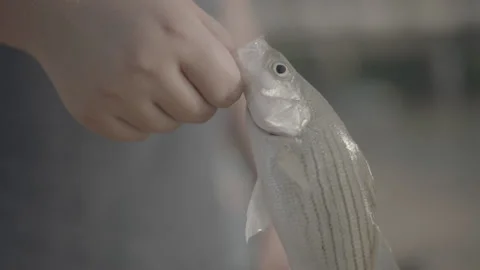 Close Up Hand Holding Caught Fish Stock Footage 135097334