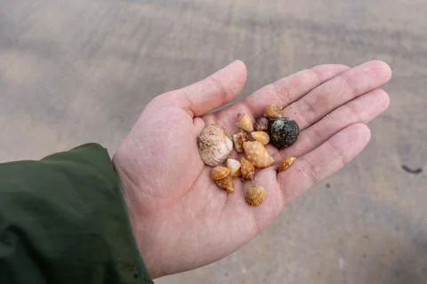 Close-up of a hand holding a collection of small tropical seashells found o.. Stock Photos