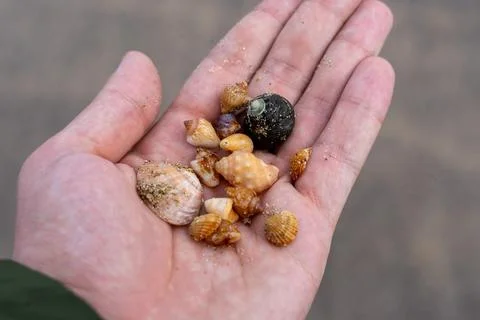 Close-up of a hand holding a collection of small tropical seashells found o.. Stock Photos