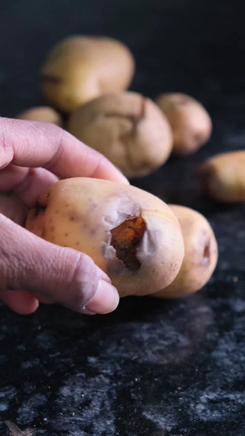 Close-up of a hand holding a damaged potato with a deep hole 動画素材 331449983