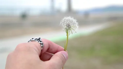 Close up of hand holding dandy lion Stock Footage 160809512