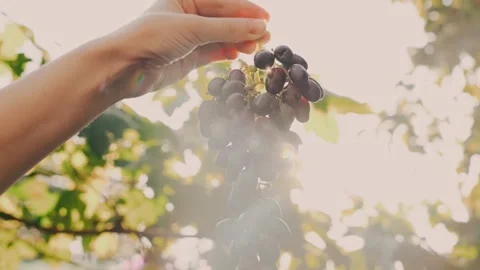 Close-up hand holding fresh bunch of blue grapes. person showcasing ripe juicy Stock Footage 314781980