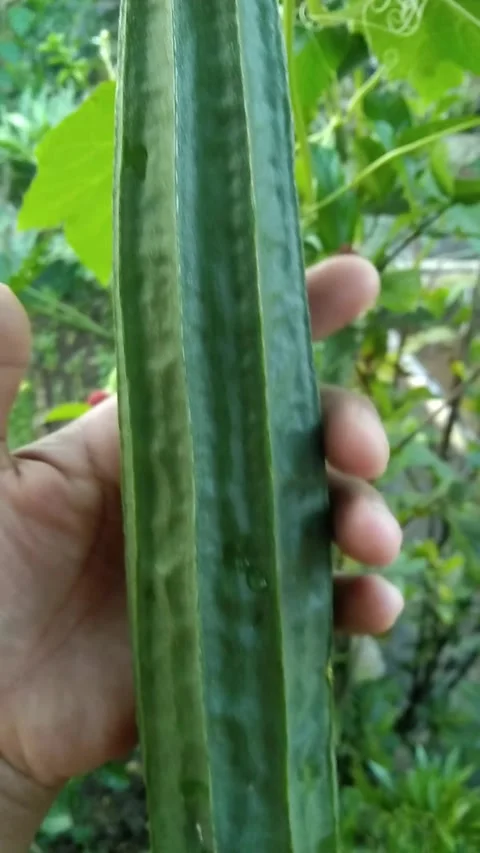 Close-up of a hand holding a fresh green ridge gourd in an organic garden. .. Stock Footage 340488435