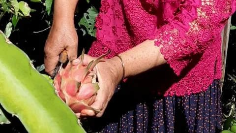 Close-up of a Hand Holding a Fresh Red Dragon Fruit (Hylocereus polyrhizus) Stock Footage 327247292