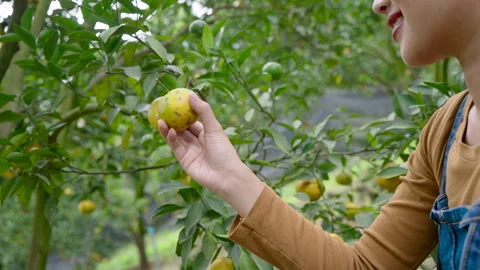 Close-up of hand holding fresh ripe orange in organic orchard, emphasizing care Stock Footage 299516207