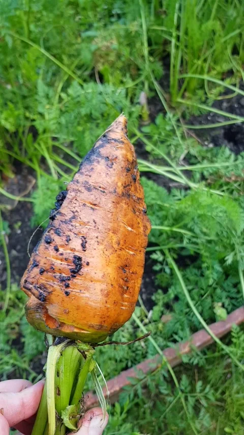 Close-up of hand holding freshly picked carrot, which is damaged by excess water Stock Footage 284641315