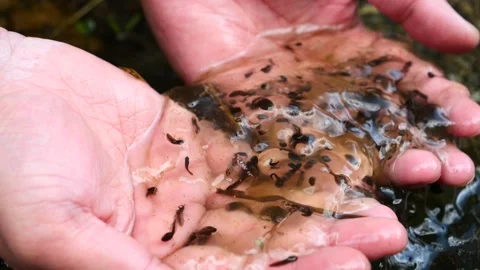 Close up of hand holding frog eggs, notheast China Stock Footage 313370655