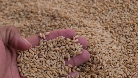 Close-up of a hand holding a heap of raw golden wheat grains after harvest Видео 329975285