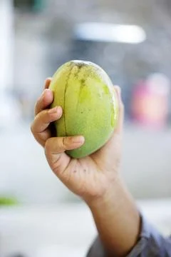 Close up hand holding the mango Stock Photos