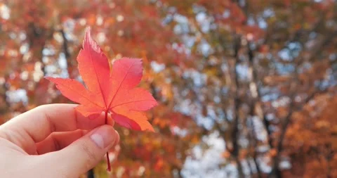 Close up of hand holding maple leaf in sunny autumn background. 4K Stock Footage 154013505