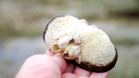 Close up, hand holding seashell found on coast during low tide Stock Footage 100631256