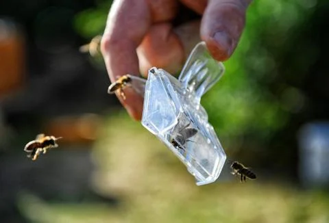 Close up of hand holding a small beekeeping box for catching bees. Blurred ba Stock Photos