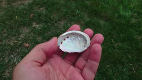 Close-Up of Hand Holding a Small, Iridescent Abalone Shell Stock Footage 318180469