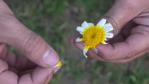 Close-Up of Hand Holding Small Yellow Wild Flower  Nature Detail Macro Shot Stock Footage 331145901