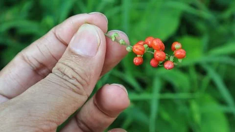 Close up of a hand holding tiny red wild berries against green background Stock Photos