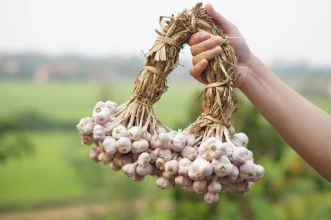 Close up hand holds bunch of native garlic bulbs after harvested. Keep to dry ou Stock Photos