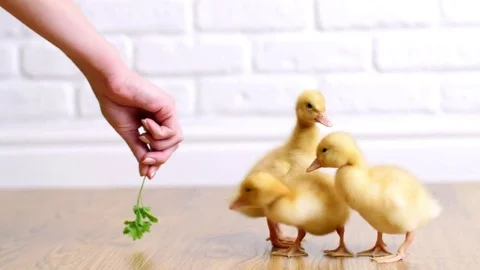 Close-up, the hand holds a twig of grass and feeds, teases, is playing, having Stock Footage 76577438
