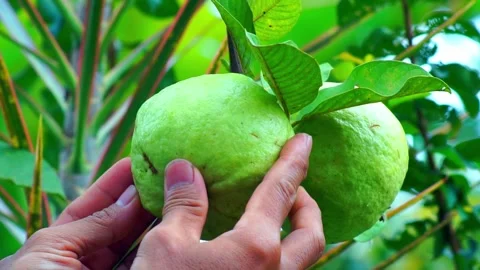 Close-up hand inspecting ripe guava in the garden Stock Footage 331667994