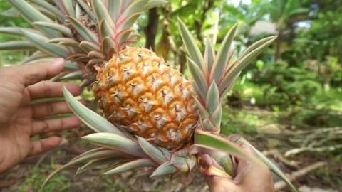 Close up of hand inspecting a ripe red pineapple in a tropical garden Stock Footage 331667992
