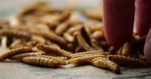 Close-up of hand interacting with dried mealworms on textured surface Stock Footage 303623403