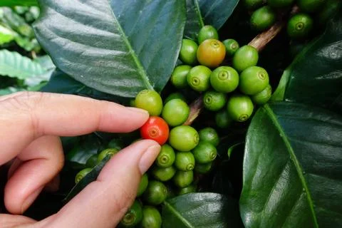Close up hand keep coffee beans Stock Photos