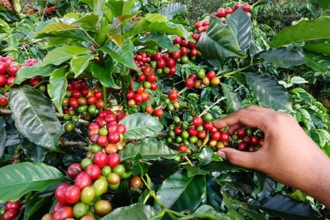 Close up hand keep coffee beans Stock Photos