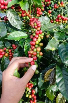 Close up hand keep coffee beans Foto stock