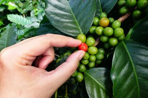 Close up hand keep coffee beans Stockfoto's