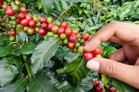 Close up hand keep coffee beans Stock-Fotos