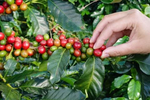 Close up hand keep coffee beans 写真素材