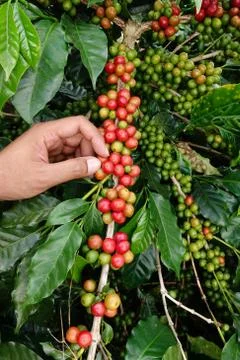 Close up hand keep coffee beans Stock Photos