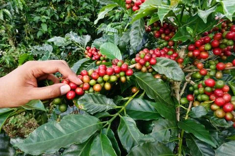 Close up hand keep coffee beans Stock Photos