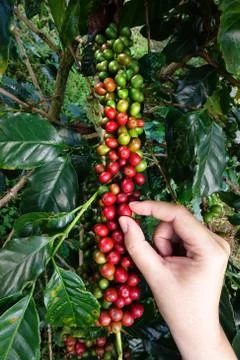 Close up hand keep coffee beans Stock Photos