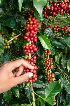 Close up hand keep coffee beans 스톡 사진