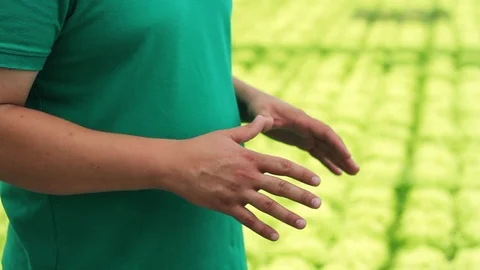 Close up hand man talk about lettuce located in a broad glass-house hydroponics Stock Footage 99414439