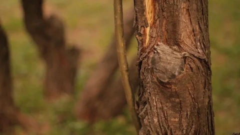 Close-up hand man touching tree. Brocked tree Vidéo 123300845