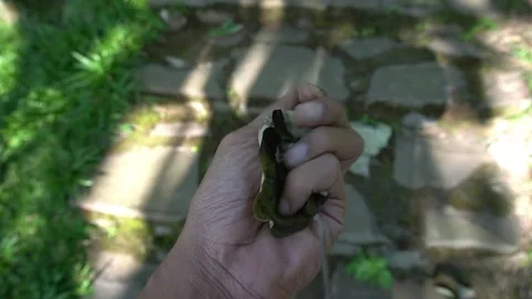 Close up the hand of a man who is squeezing dry leaves Stock-Footage 201744795