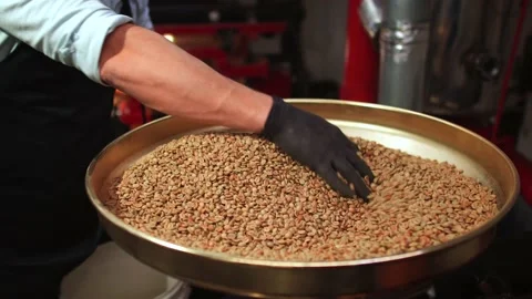 Close up of hand mixing raw unroasted coffee beans on machinery for roasting Stock Footage 147103002