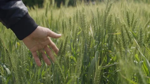 Close Up of a hand moving over green grain crops in rural country Stock Footage 107277425