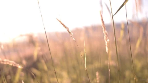 Close-up of a hand moving through grass in slow motion Vídeo Stock 114854908
