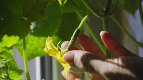 Close-up of hand near cucumber bloom and developing fruit Stock Footage 336193231